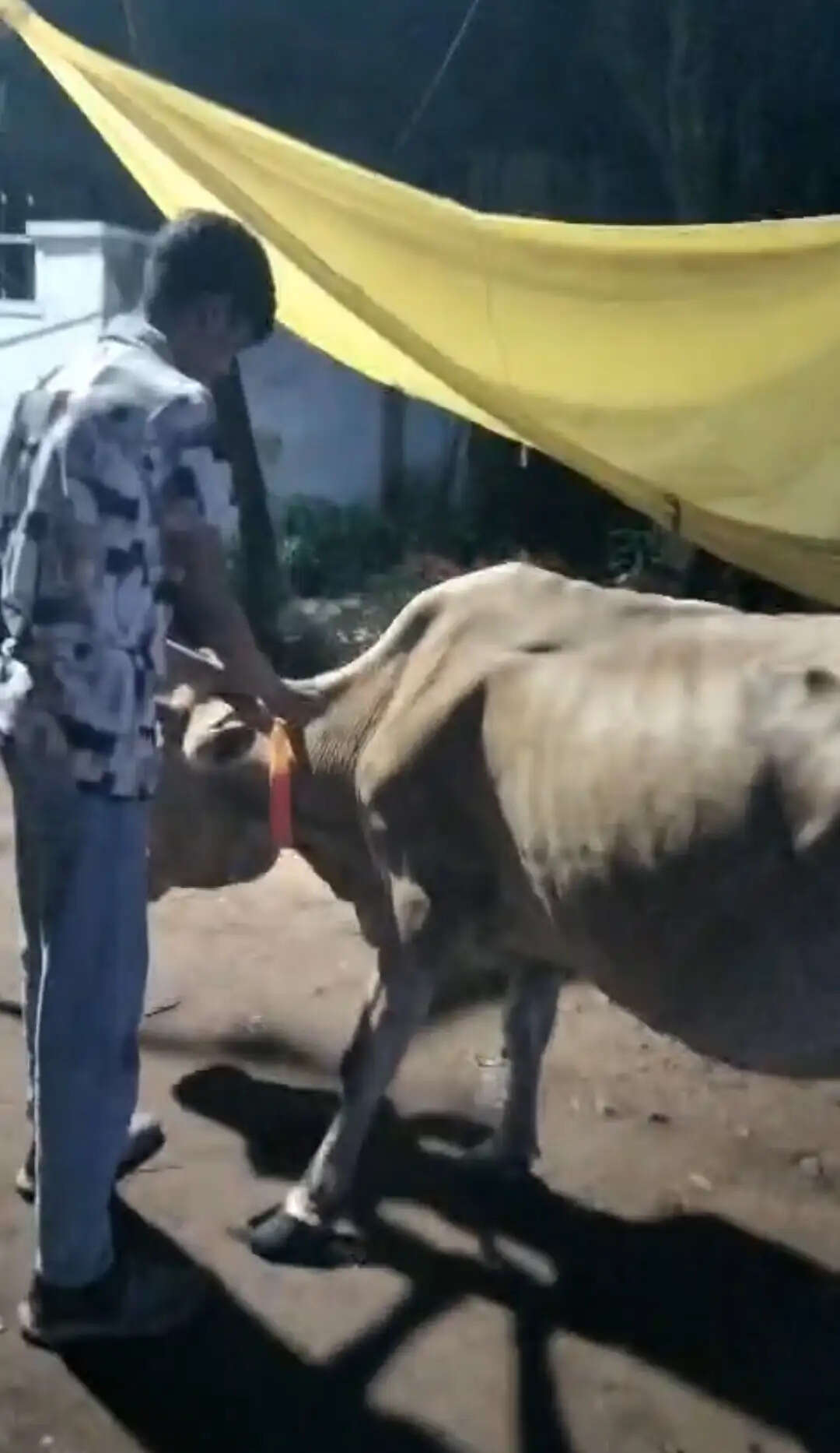 धमतरी की सड़क में बैठे 450 से अधिक मवेशियों के गले में बांधा गया रेडियम बेल्ट