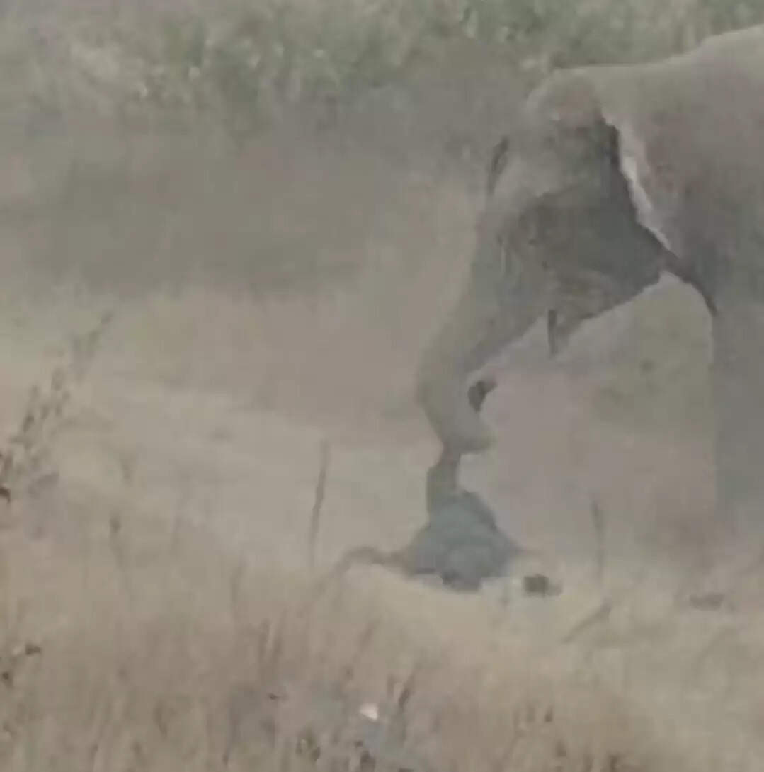 जंगली हाथी से छेड़छाड़ करना सुरक्षाकर्मी को पड़ा महंगा, हाथी ने कुचला