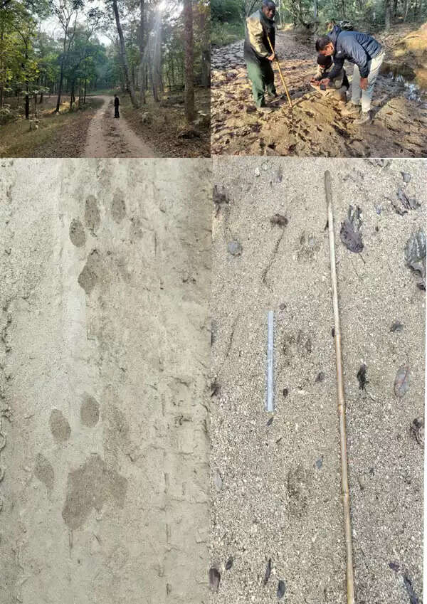 सिवनीः अखिल भारतीय बाघ गणना में इंदौर के श्रीकांत कलमकर तीसरी बार चुने गए स्वयंसेवक, पेंच टाइगर रिज़र्व में कर रहे सेवा