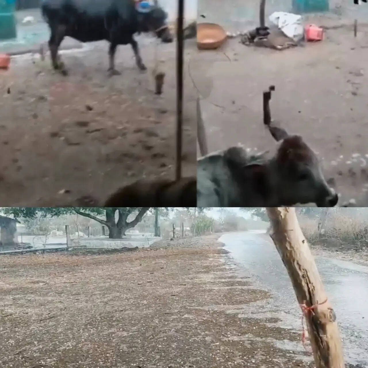 सागरः आंधी और ओलावृष्टि से फसलों को भारी नुकसान, किसानों के माथे पर चिंता की लकीरें