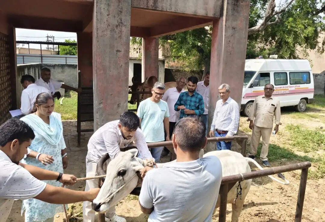 हिसार में लंपी संदिग्ध गोवंश के सैंपल जांच के लिए भेजे
