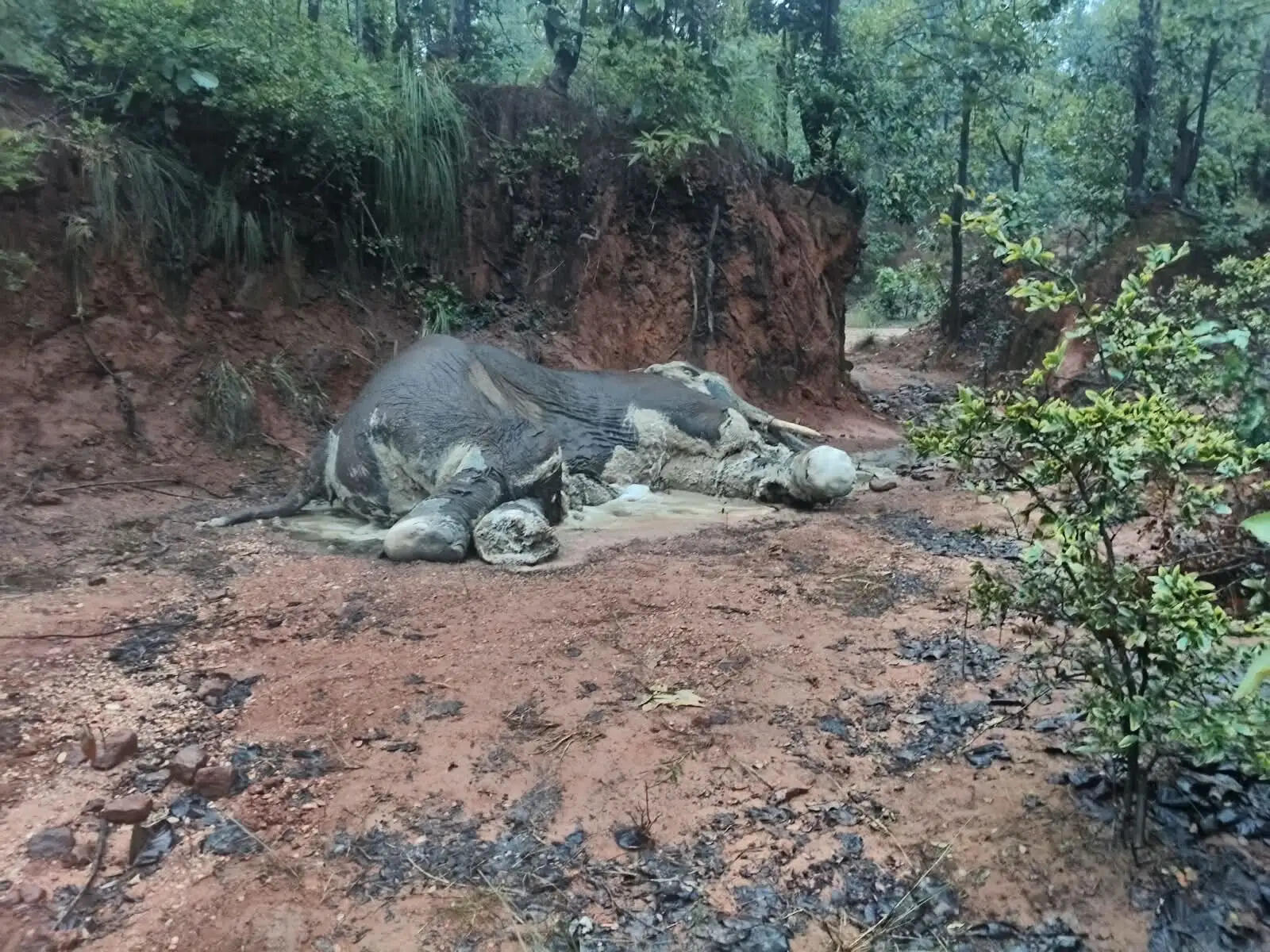 बालूमाथ के बिशुनपुर जंगल में मिला हाथी का शव, मौत के कारणों की जांच शुरू