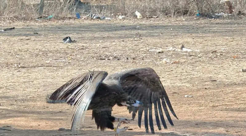 मप्रः वन विहार हो रहा गिद्ध संरक्षण के अंतरराष्ट्रीय उत्कृष्टता केंद्र के रूप में स्थापित