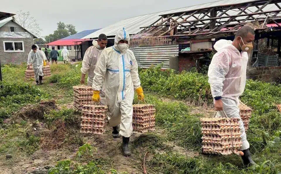 नेपाल में तेजी से फैल रहा बर्ड फ्लू संक्रमण, काठमांडू बना हॉटस्पॉट
