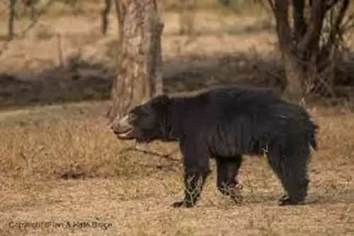 वन्य प्राणी भालू के हमले से एक ग्रामीण घायल