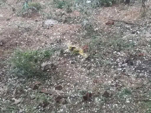 अनूपपुर: बदला मौसम बारिश के साथ गिरे ओल, फसलों को नुकसान की आशंका