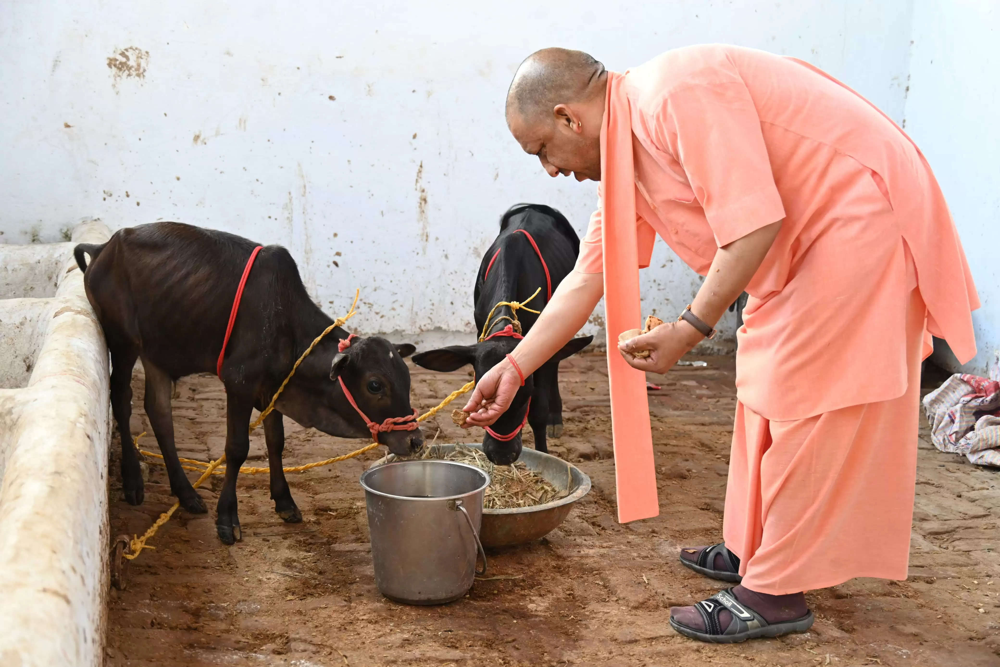 गोरखनाथ मंदिर में आई पुंगनूर गाय, सीएम योगी ने खूब दुलारा