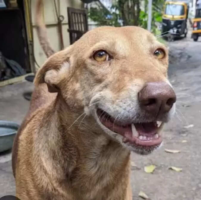 सुगौली के कई पंचायतों में पागल कुत्ते का आतंक