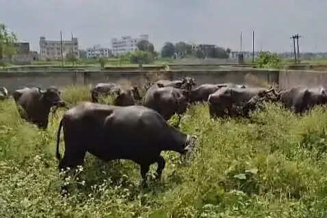 दो ट्रकों पर लदे तस्करी के 36 मवेशी जब्त, एक गिरफ्तार, एक फरार