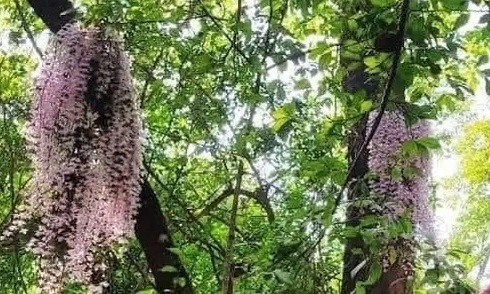 नेपाली नववर्ष पर सलहेश महोत्सव के लिए लगने लगा भारतीय श्रद्धालुओं का जमघट
