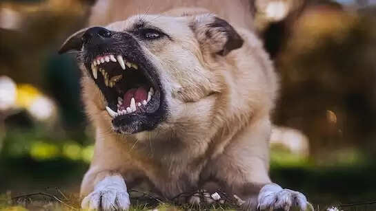 डॉग बाइट के बढ़े मामले, रोजाना 50 से ज्यादा लोग आ रहे अस्पताल