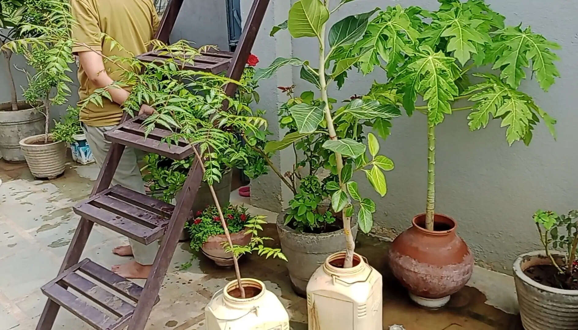 अशोकनगर: पर्यावरण संरक्षण की अनूठी मिसाल, पर्यावरण प्रेमी ने घर की छत को बनाया रीसाइक्लिंग और ब्रीडिंग सेंटर