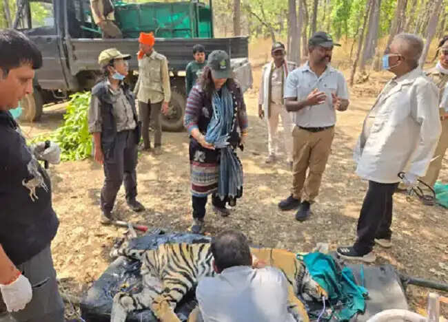मप्र के कान्हा में बाघिन और 4 शावकों की मौत में 'केनाइन डिस्टेंपर वायरस' के संकेत