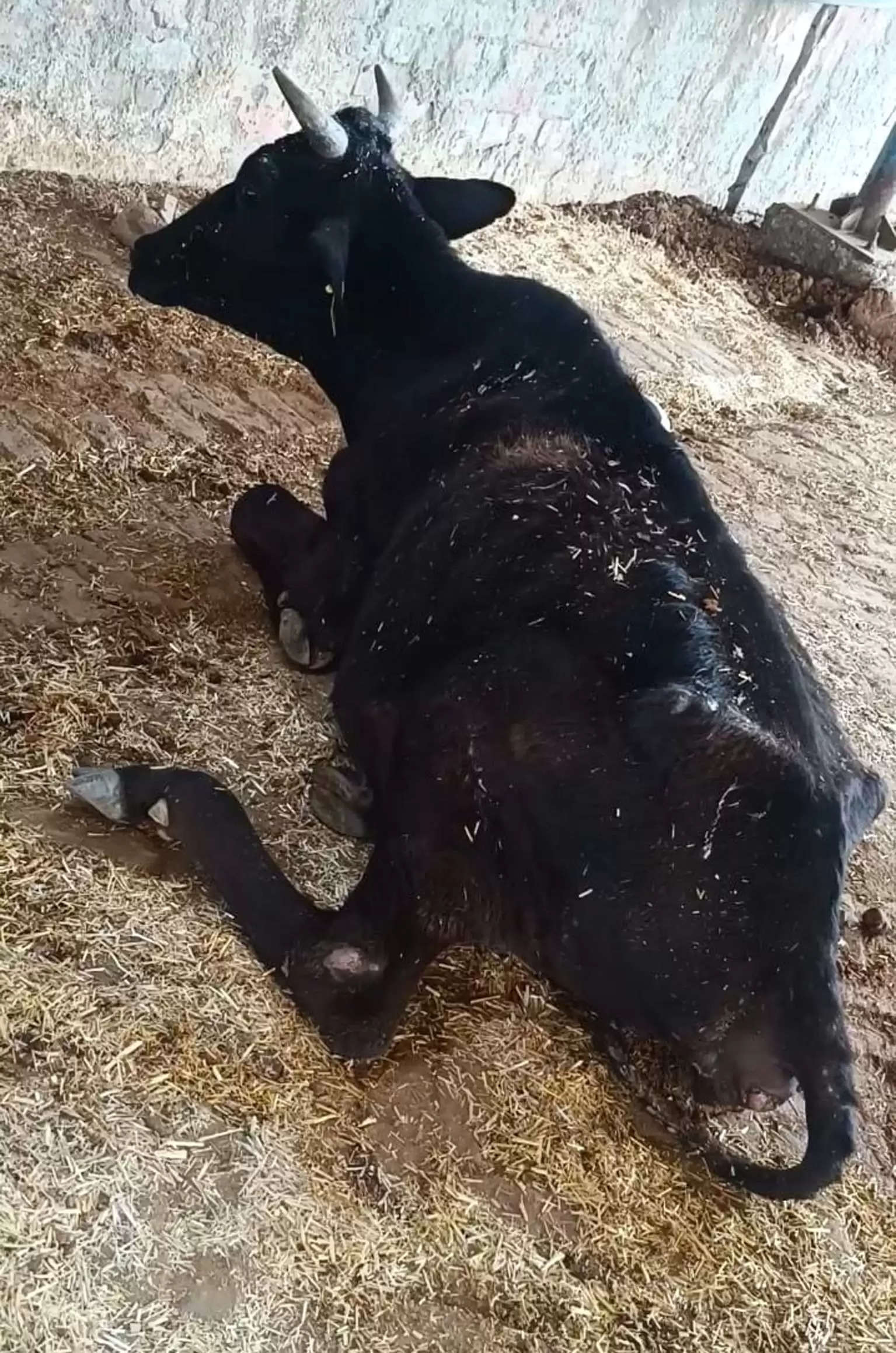 फतेहाबाद: भोड़ा होशनाक गौशाला में रोजाना दम तोड़ रही है गायें, ग्रामीणों में रोष