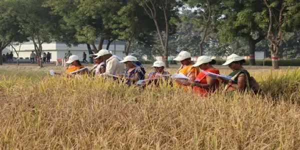 आइसार्क में वार्षिक चावल वैराइटी कैफेटेरिया का मूल्यांकन, क्रॉप कैफेटेरिया की जानकारी दी गई