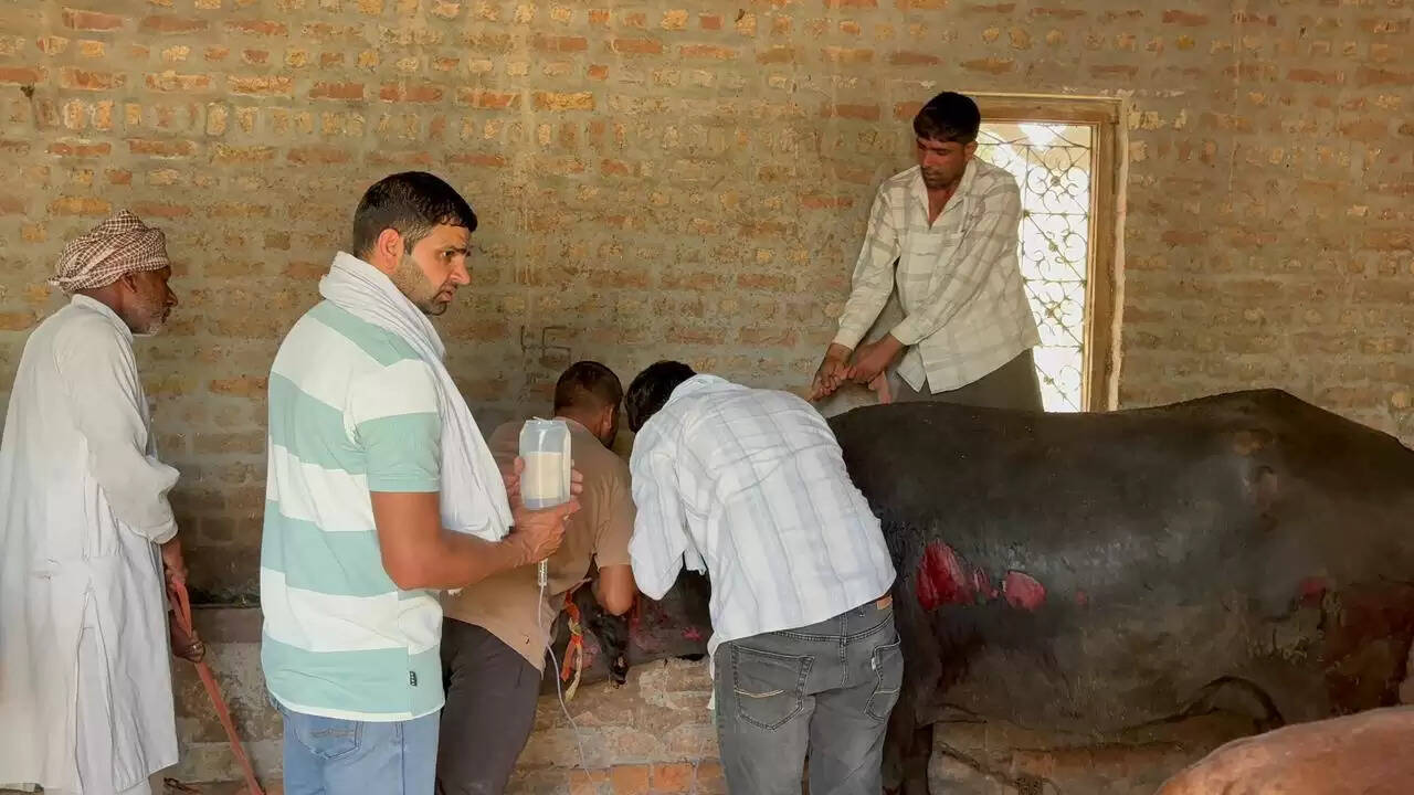 हिसार: पशु बाड़े में लगी आग, बाड़े में बंधे 17 पशु झुलसे