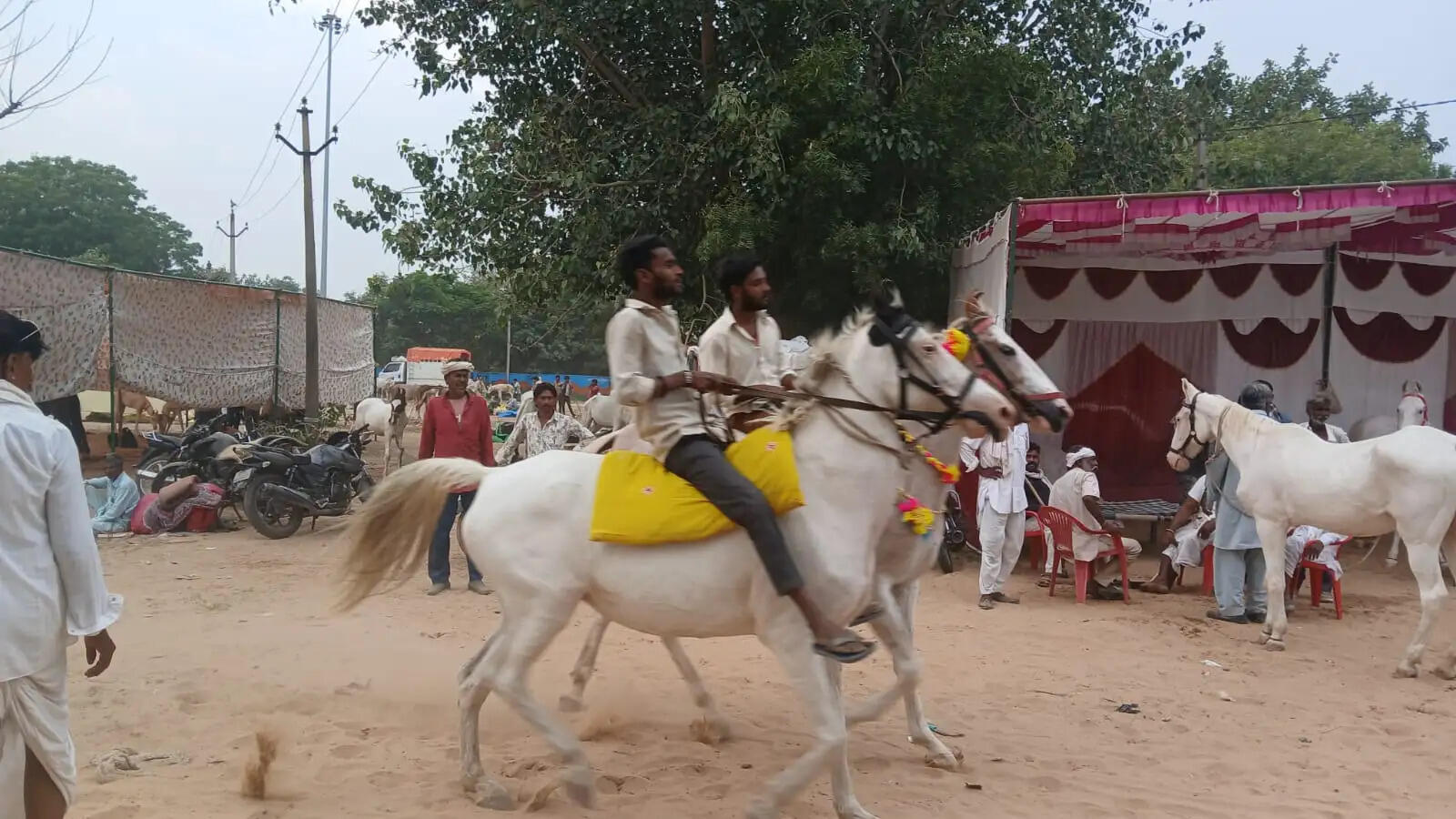 गधों का मेला 16 से जयपुर में, गधों, घोड़ों और खच्चर का होता लाखाें का काराेबार