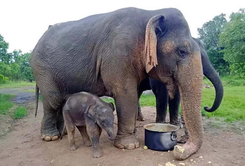 एशिया की सबसे उम्रदराज हथिनी वत्सला के निधन पर मुख्यमंत्री ने व्यक्त की संवेदनाएं
