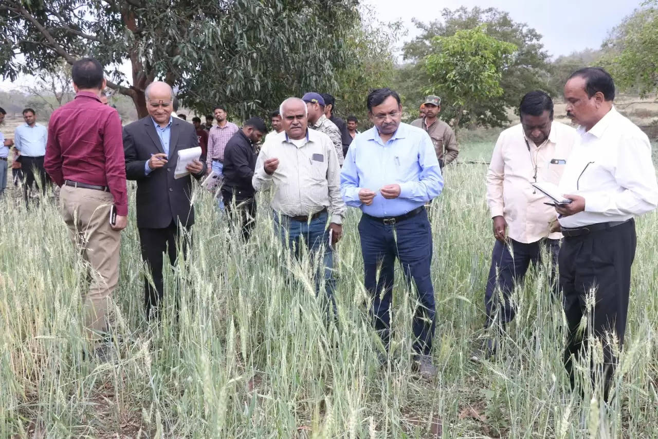 अनूपपुर: ओला प्रभावित फसलों को देखने खेतो में पहुंचे अधिकारी