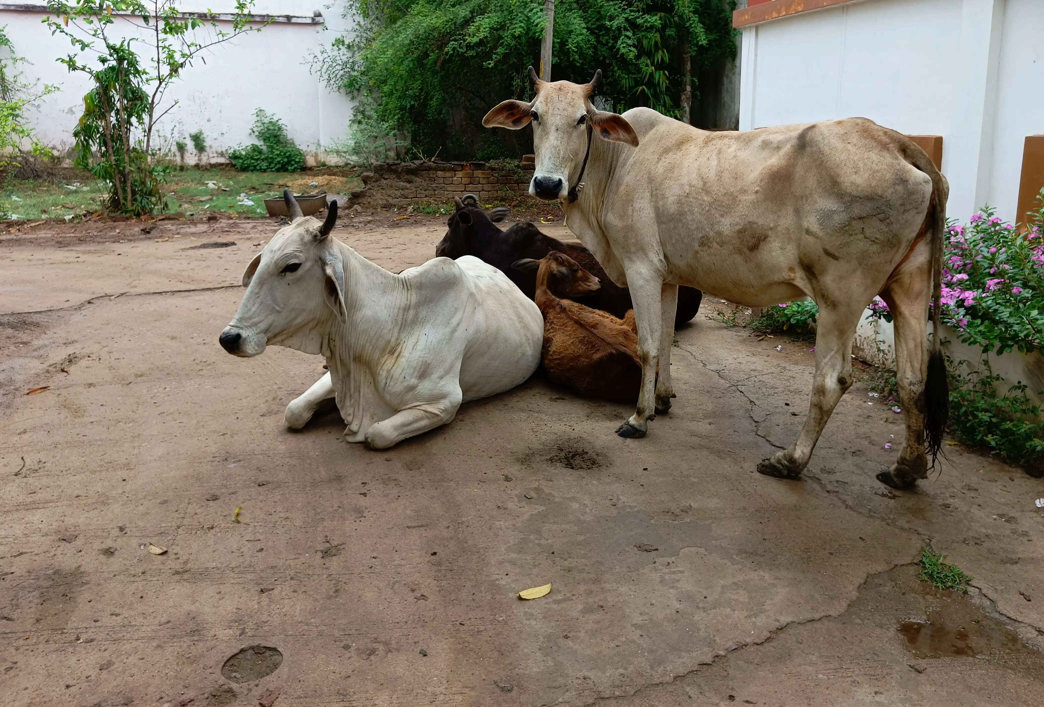 धमतरी के बालक चौक निगम कॉम्प्लेक्स में मवेशियों का डेरा, व्यापारी परेशान