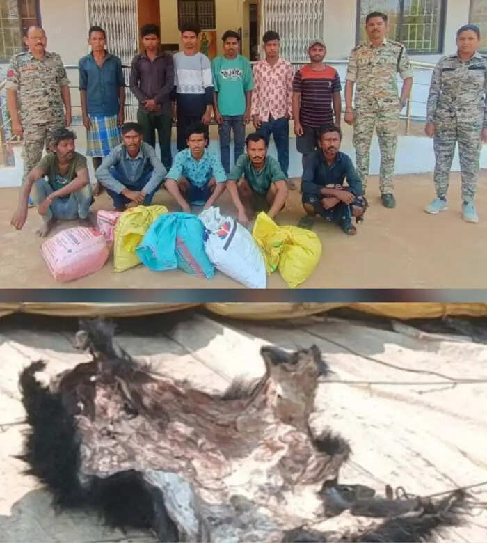 भालू का शिकार कर खाल की तस्करी करने वाले 11 आरोपित गिरफ्तार