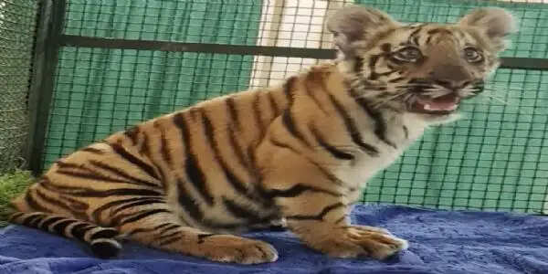 नाहरगढ़ जैविक उद्यान में जन्मे बाघ शावक स्वस्थ