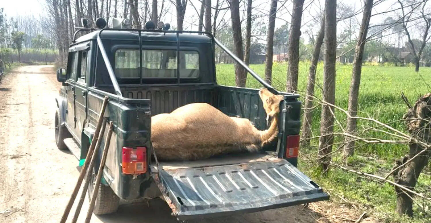 करंट के जाल में फंसी नीलगाय की मौत