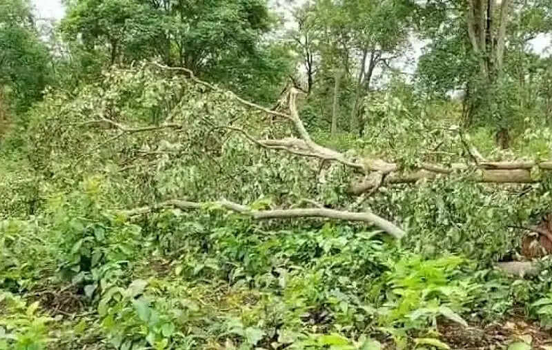 मध्य प्रदेश बना रियल-टाइम फॉरेस्ट अलर्ट सिस्टम लागू करने वाला देश का पहला राज्य