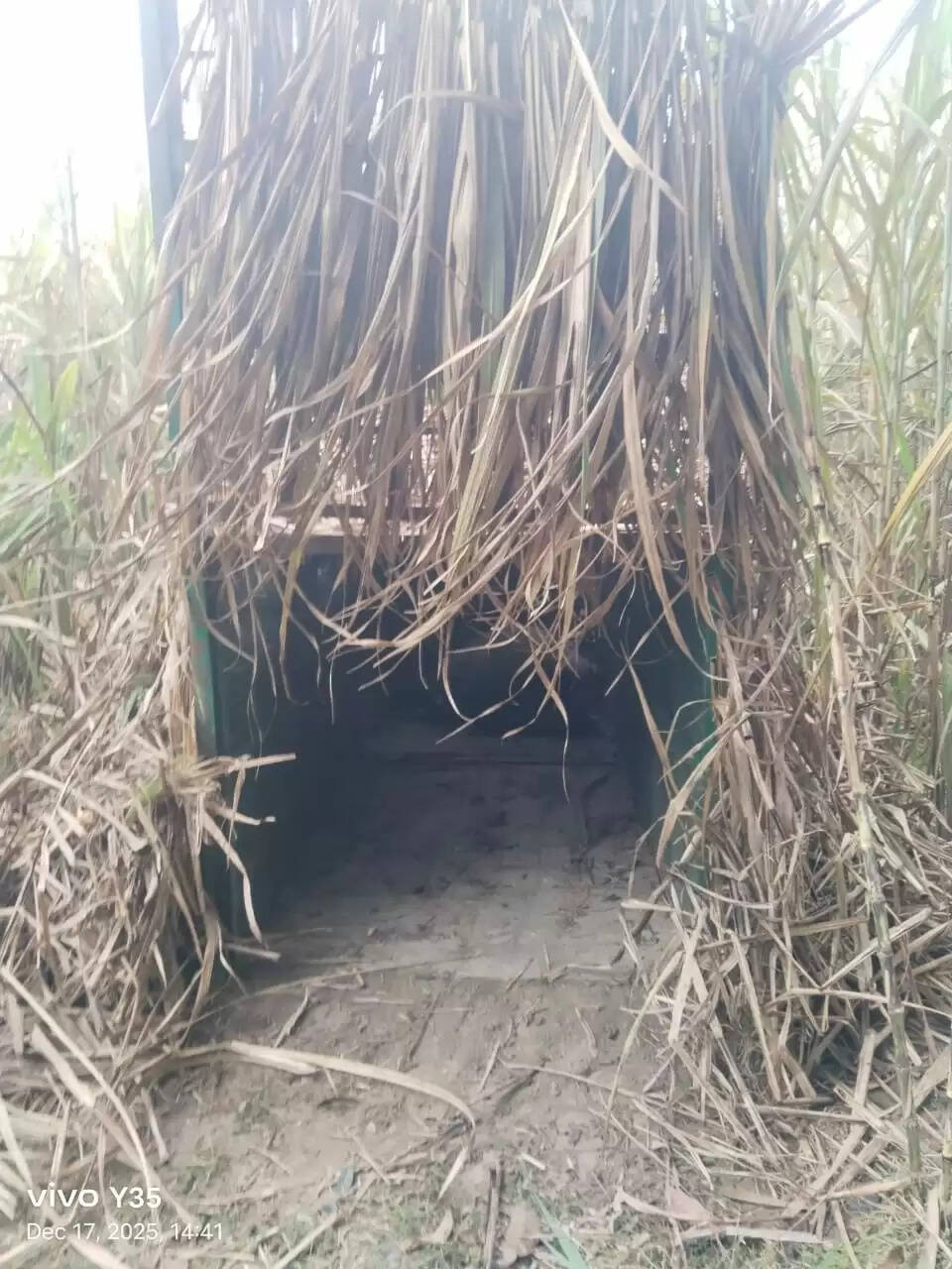 बाघ की चहलकदमी से ग्रामीणाें में दहशत, लगा पिंजरा