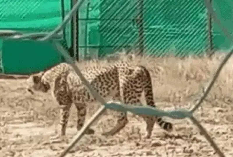 मप्रः कूनो से मादा चीता निर्वा गायब, एक सप्ताह से अधिक समय से नहीं मिला सुराग