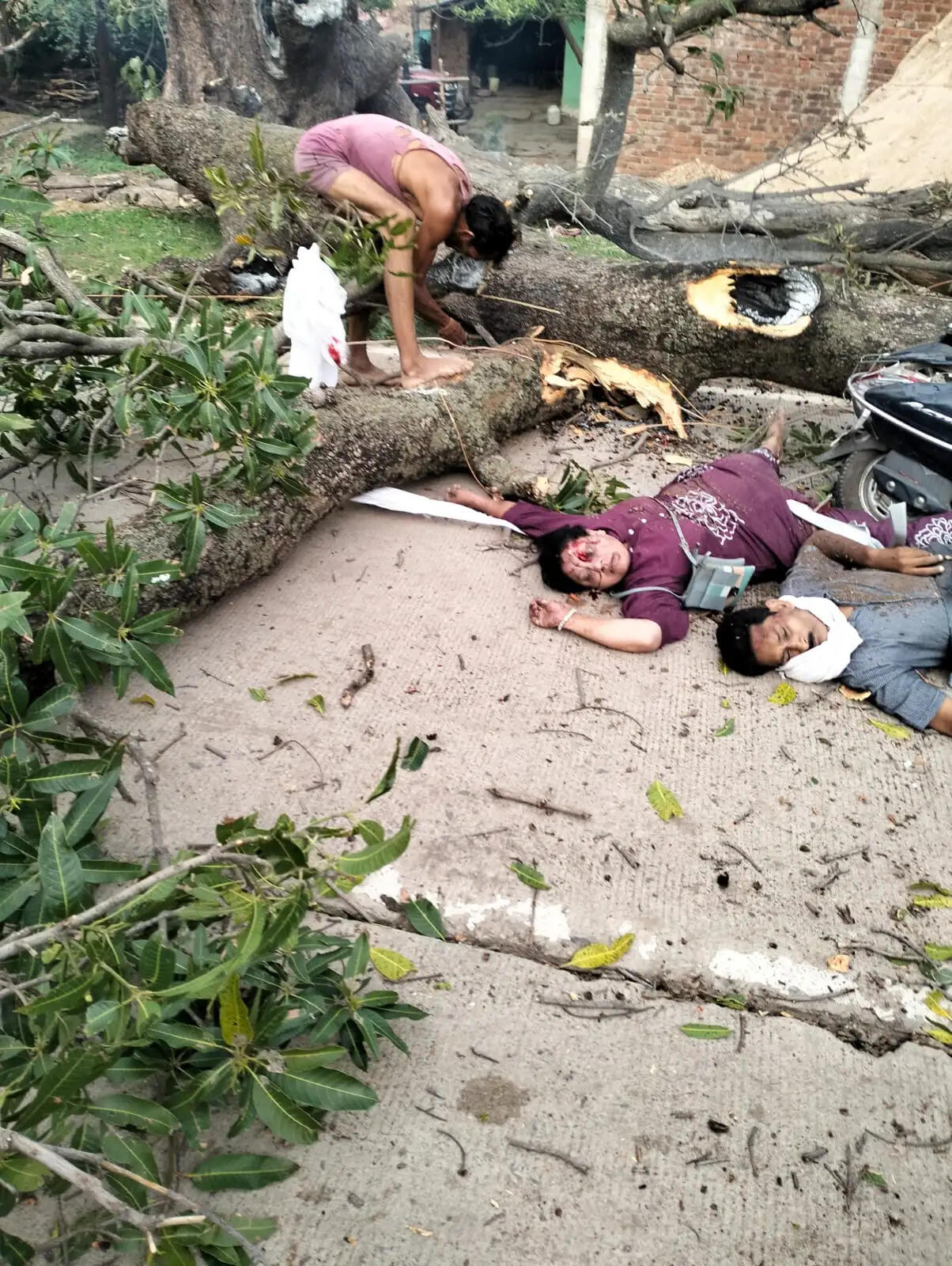 दमोह: चलती बाइक पर अचानक गिरा विशाल आम का पेड़, पति-पत्नी की मौत