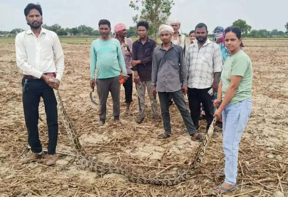 खेत में मिला 10 फीट लंबा अजगर, वन विभाग ने किया रेस्क्यू