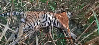 बिहार : वाल्मीकिनगर टाइगर रिजर्व क्षेत्र में मृत मिला बाघ, 2 बाघों के संघर्ष में मौत की आशंका