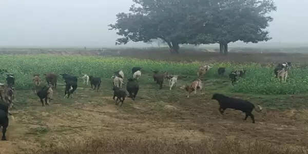 छुट्टा पशुओं से कुसहरा गांव के किसान बेहाल, सैकड़ों एकड़ फसल तबाह