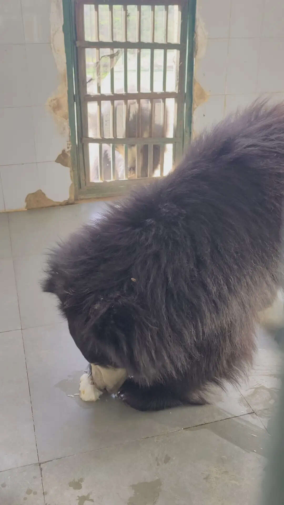 नाहरगढ़ बायोलॉजिकल पार्क में गर्मी से बचाव के विशेष इंतजाम, वन्यजीवों के लिए कूलिंग व्यवस्था