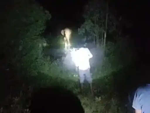 अनूपपुर: भोलगढ़ गांव में घुसे दोनों हाथी, ग्रामीण दहशत में