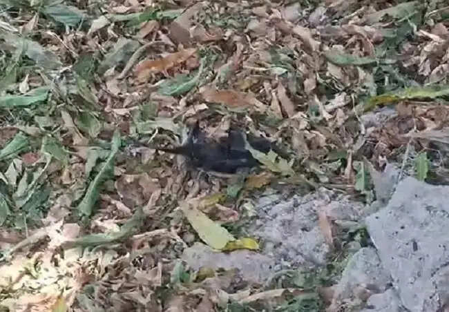 मप्र के बालाघाट मोती तालाब उद्यान में भीषण गर्मी से 12 चमगादड़ों की मौत