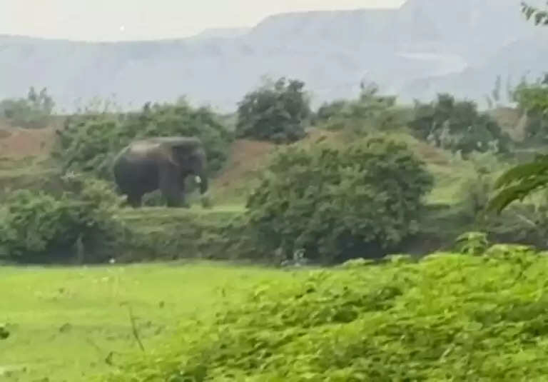 संशोधित खबर: हाथी से घायल महिला की मौत, मवेशियों की भी जान गई, क्षेत्रवासियों में आक्रोश