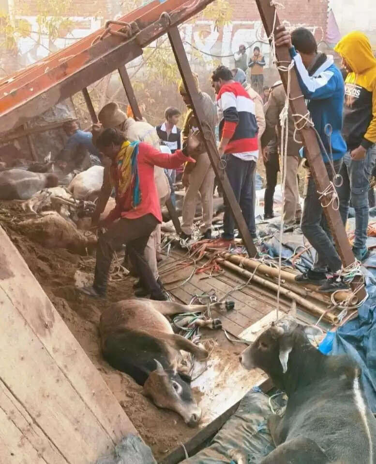 मीरजापुर में गोवंशों से लदा ट्रक नाले में पलटा, 13 गोवंश की मौत