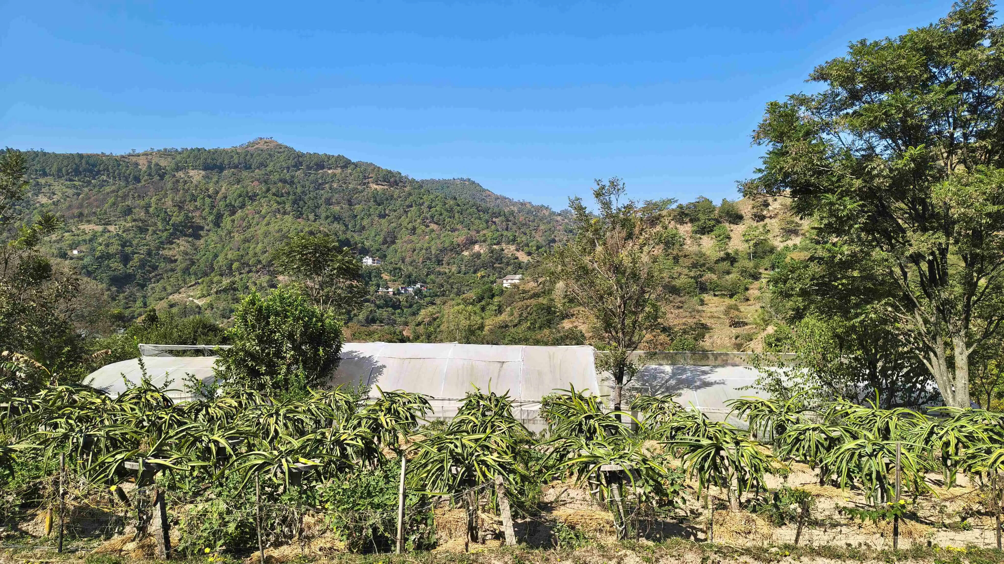 ड्रैगन फ्रूट की बागवानी से संवर रही भरनाल के किसानों की आर्थिकी