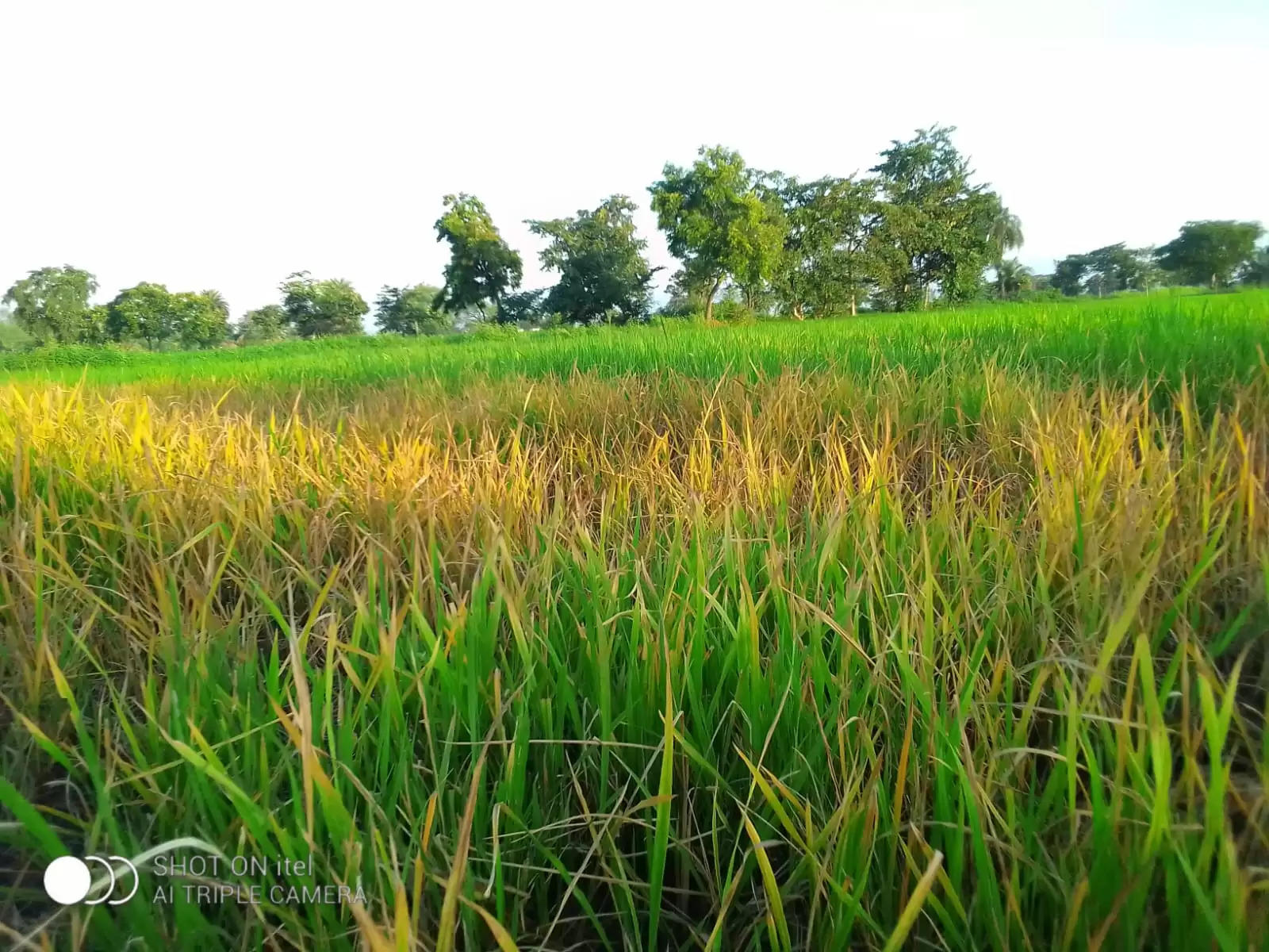 धमतरी : धान फसल में कीट-प्रकोप, किसान परेशान