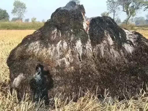 जांजगीर चांपा: खैरा गांव में खेतों की धान की खरही में लगी आग, किसानों को लाखों का नुकसान