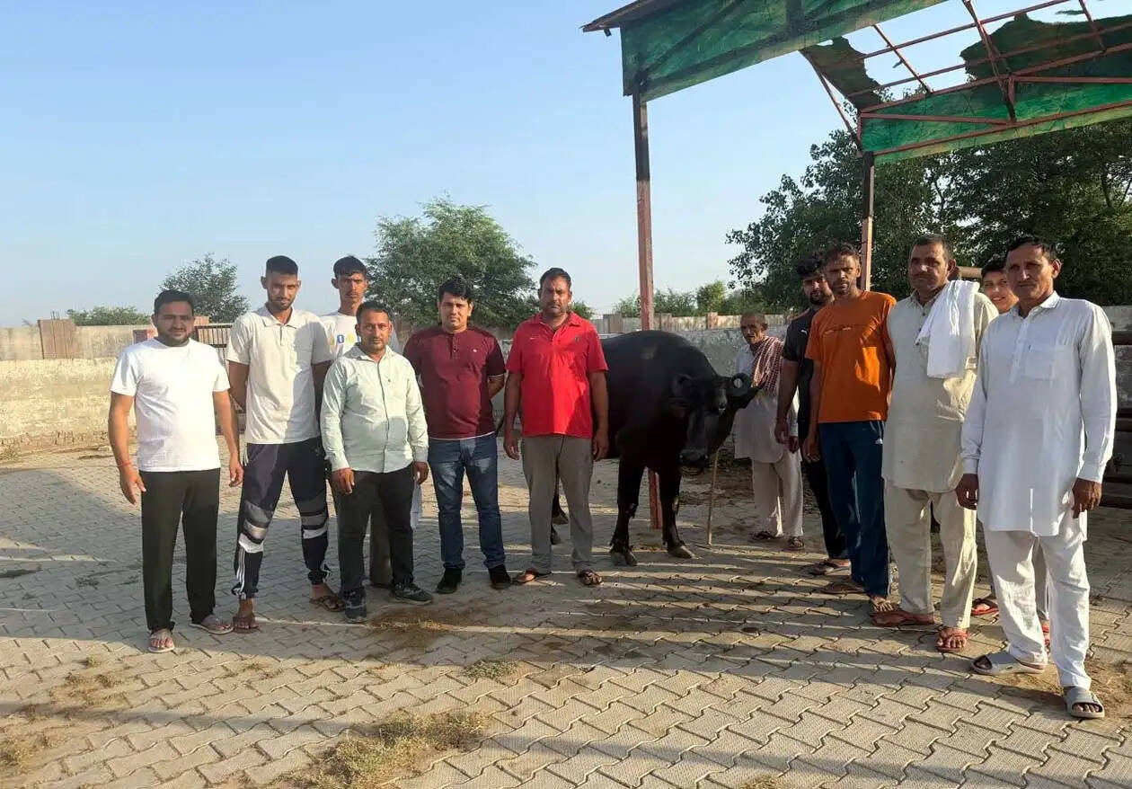 हिसार : रचित श्योराण की भैंस ने 19 किलो 633 ग्राम दूध देकर जीती प्रतियोगिता