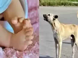 विदिशा: कुत्ता उठा लाया नवजात का शव, श्मशान घाट के पास नोचते देख लोगों ने छुड़ाया