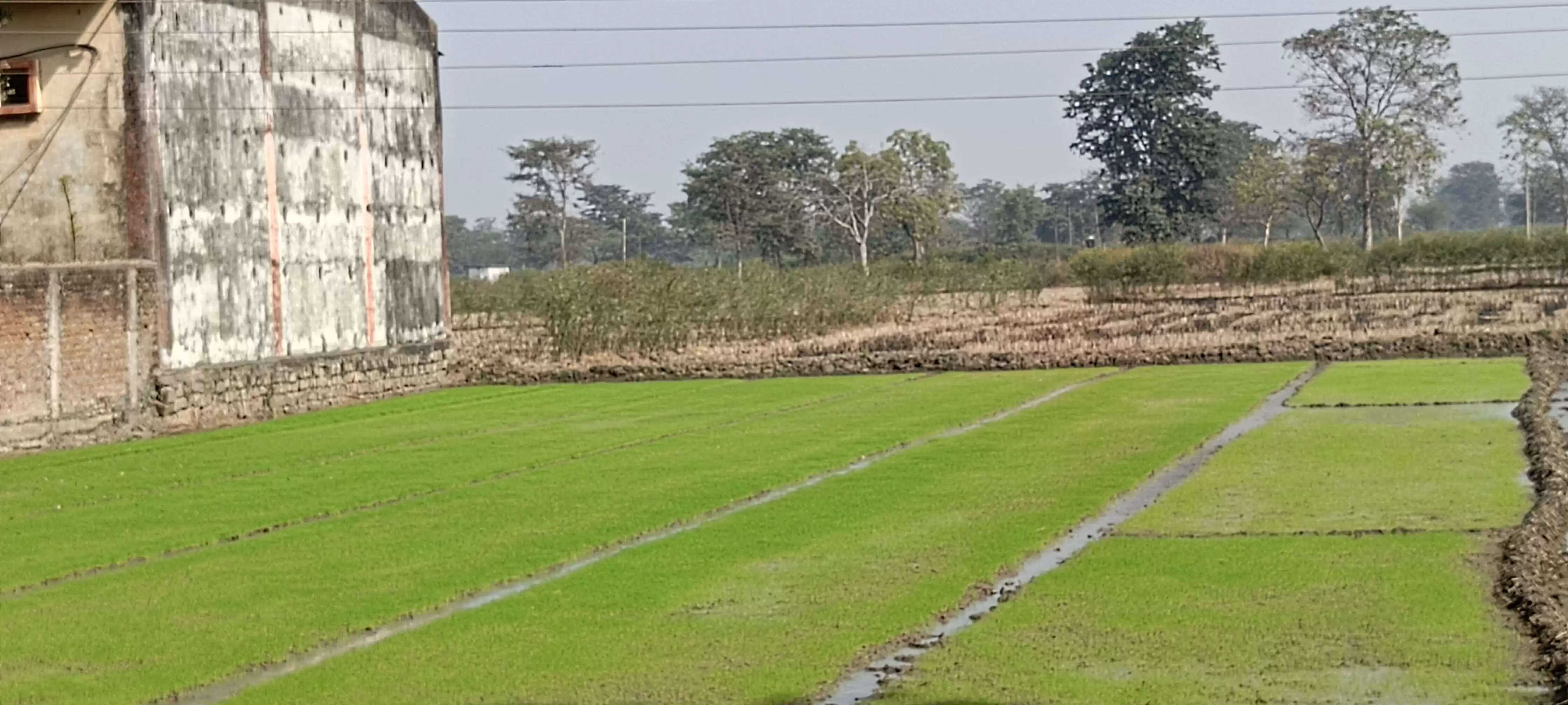धमतरी : जिले में रबी फसल की तैयारी शुरू, तैयार हो रही धान की नर्सरी