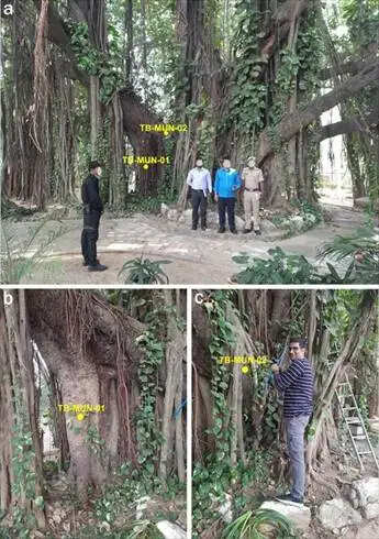 मुंगेर में मिला 700 साल पुराना बरगद, वैज्ञानिक जांच से हुई पुष्टि