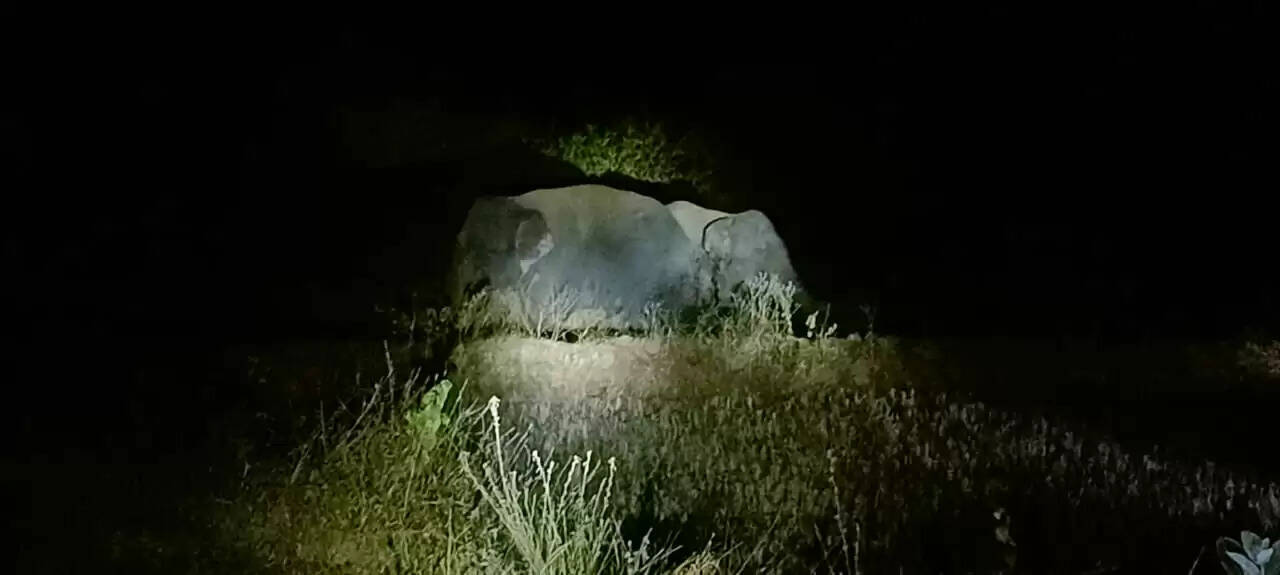 अनूपपुर: तीन हाथियों ने 2 दिन से धनगवां के जंगल में जमाया डेरा, सुबह एक घर में की तोड़फोड