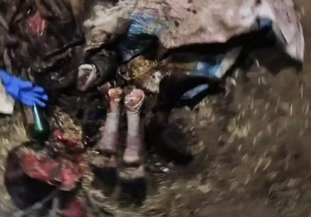 झाबुआ: जिले में फिर हुई गौहत्या की घटना, मामले में एक आरोपित गिरफ्तार