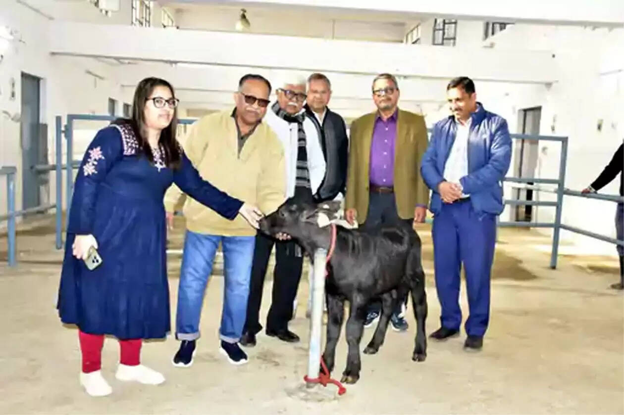 हिसार में ‘हिसार गौरव 2.0’ क्लोन बछड़े का जन्म: भैंस अनुसंधान संस्थान की बड़ी सफलता