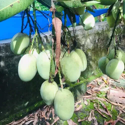 धमतरी में आम फलबहार की नीलामी 15 से 17 अप्रैल तक